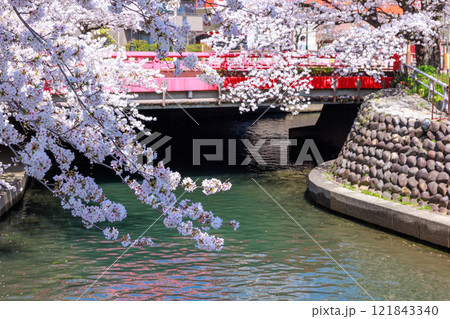 大垣市の満開の桜: 春の風景【岐阜県】 大垣市の満開の桜: 春の風景【岐阜県】 121843340