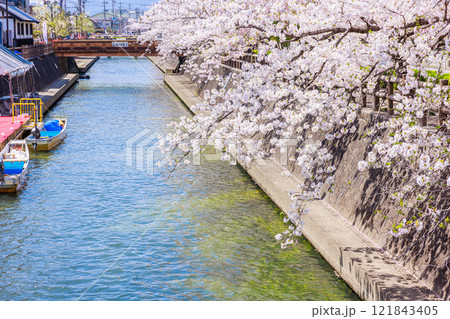 大垣市の満開の桜: 春の風景【岐阜県】 大垣市の満開の桜: 春の風景【岐阜県】 121843405