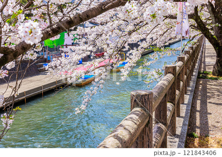 大垣市の満開の桜: 春の風景【岐阜県】 大垣市の満開の桜: 春の風景【岐阜県】 121843406