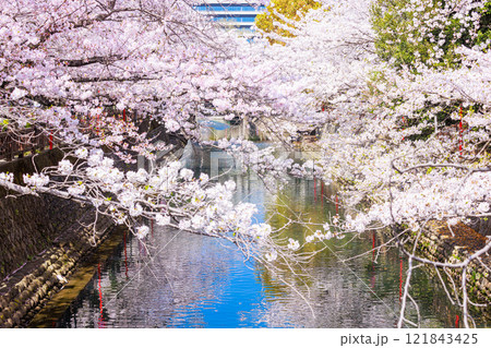 大垣市の満開の桜: 春の風景【岐阜県】 大垣市の満開の桜: 春の風景【岐阜県】 121843425