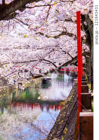 大垣市の満開の桜: 春の風景【岐阜県】 121843431