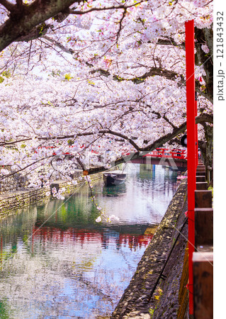 大垣市の満開の桜: 春の風景【岐阜県】 大垣市の満開の桜: 春の風景【岐阜県】 121843432