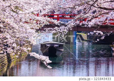 大垣市の満開の桜: 春の風景【岐阜県】 121843433