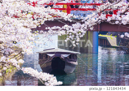 大垣市の満開の桜: 春の風景【岐阜県】 大垣市の満開の桜: 春の風景【岐阜県】 121843434