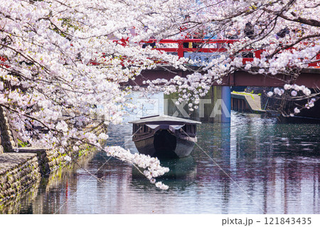 大垣市の満開の桜: 春の風景【岐阜県】 大垣市の満開の桜: 春の風景【岐阜県】 121843435