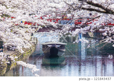 大垣市の満開の桜: 春の風景【岐阜県】 大垣市の満開の桜: 春の風景【岐阜県】 121843437