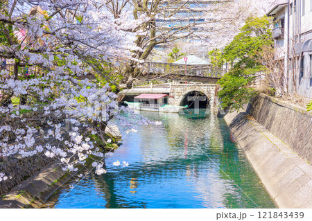 大垣市の満開の桜: 春の風景【岐阜県】 大垣市の満開の桜: 春の風景【岐阜県】 121843439