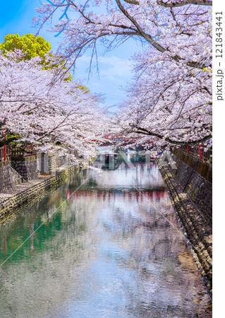 大垣市の満開の桜: 春の風景【岐阜県】 121843441