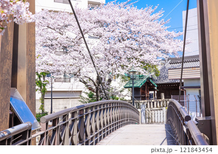 大垣市の満開の桜: 春の風景【岐阜県】 大垣市の満開の桜: 春の風景【岐阜県】 121843454