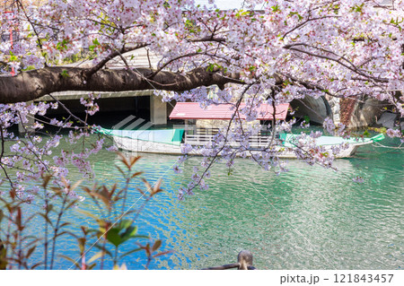 大垣市の満開の桜: 春の風景【岐阜県】 大垣市の満開の桜: 春の風景【岐阜県】 121843457