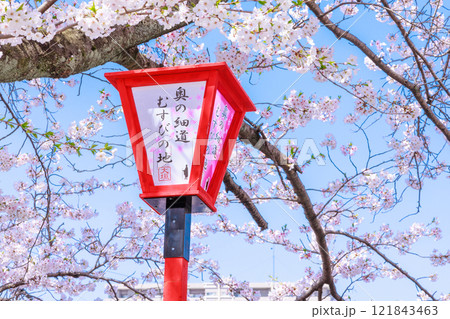 大垣市の満開の桜: 春の風景【岐阜県】 大垣市の満開の桜: 春の風景【岐阜県】 121843463