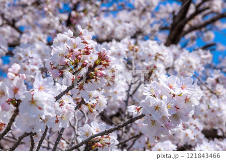 大垣市の満開の桜: 春の風景【岐阜県】 大垣市の満開の桜: 春の風景【岐阜県】 121843466