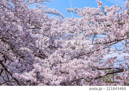 大垣市の満開の桜: 春の風景【岐阜県】 121843468