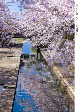 大垣市の満開の桜: 春の風景【岐阜県】 121843476