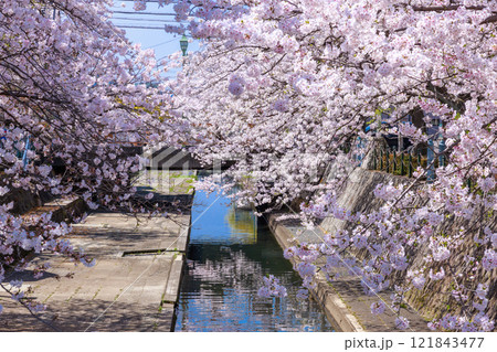 大垣市の満開の桜: 春の風景【岐阜県】 121843477