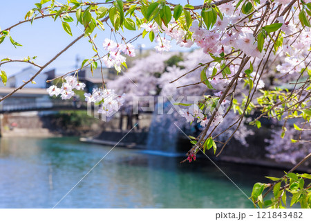 大垣市の満開の桜: 春の風景【岐阜県】 121843482