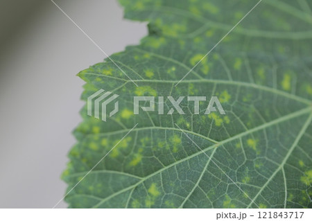 オクラの葉に出来た糸状菌 うどんこ病 オクラの葉に出来た糸状菌 うどんこ病 121843717