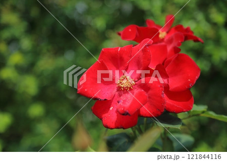 ガーデニング　バラの花、 121844116