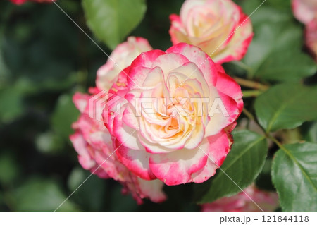 ガーデニング　バラの花、 121844118
