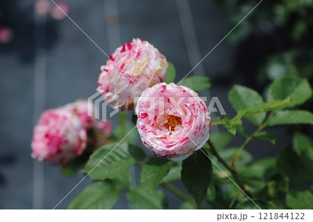 ガーデニング バラの花、 ガーデニング バラの花、 121844122