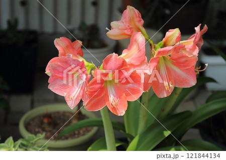 ガーデニング　バラの花、 121844134