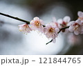 春の訪れを告げる梅の花 121844765