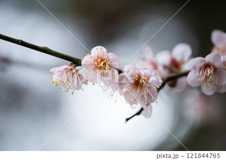 春の訪れを告げる梅の花 春の訪れを告げる梅の花 121844765