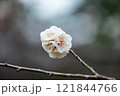 白い梅の花 121844766
