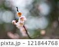 梅の花 121844768