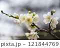 白い梅の花 121844769