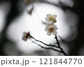白い梅の花 121844770