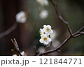 白い梅の花 121844771