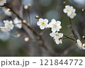 白い梅の花 121844772