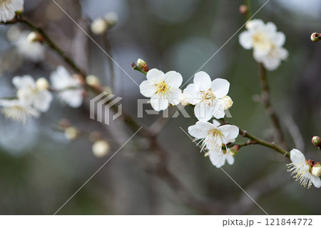 白い梅の花 121844772