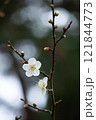 白い梅の花 121844773