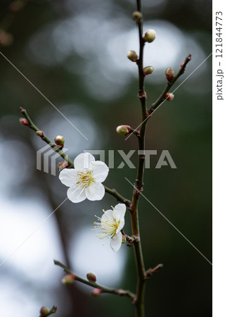 白い梅の花 白い梅の花 121844773