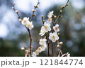 白い梅の花 121844774
