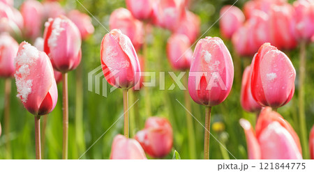 Red tulips covered in snow 121844775