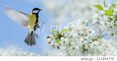 Little bird flies over blossom cherry tree. Great tit, parus major 121844778