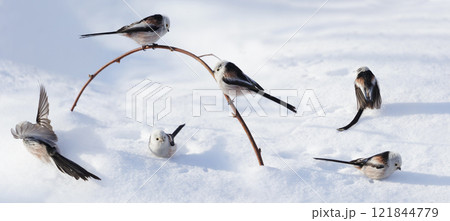 Group of little birds on snow. Long tailed tit. Aegithalos caudatus 121844779