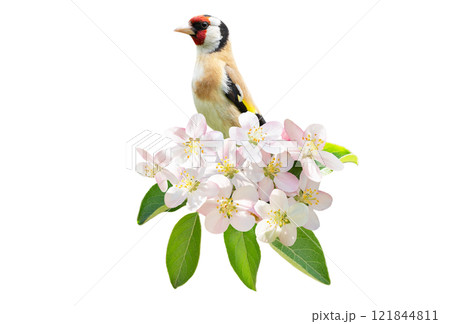 Little bird perching on a branch of blossom apple tree with colorful flowers on white background. European Goldfinch Little bird perching on a branch of blossom apple tree with colorful flowers on white background. European Goldfinch 121844811
