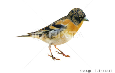 Brambling isolated on white background 121844831
