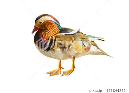 mandarin duck isolated on white background mandarin duck isolated on white background 121844832