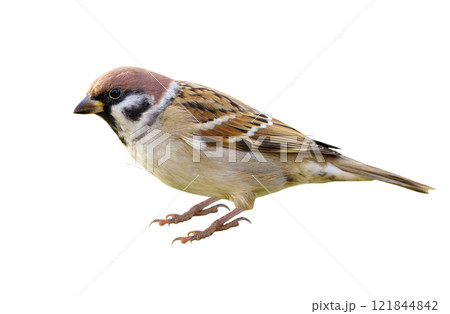 Sparrow isolated on white background 121844842