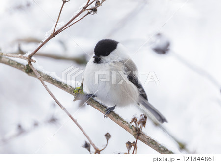 little bird perching on snowy branch. Black capped chickadee little bird perching on snowy branch. Black capped chickadee 121844861