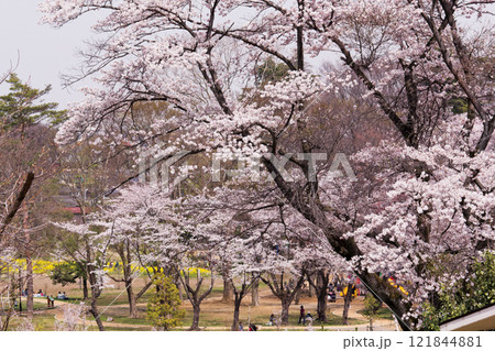 都立狭山公園 都立狭山公園 121844881