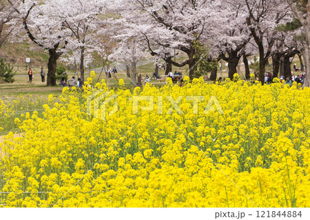都立狭山公園 121844884