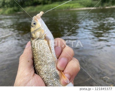 ウグイ釣り ウグイ釣り 121845377
