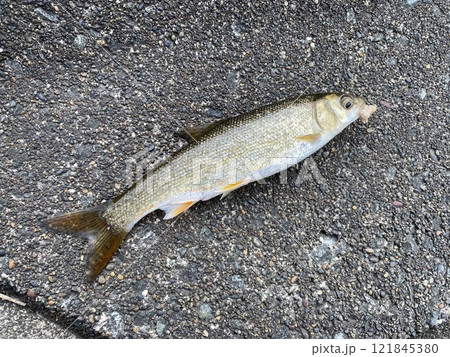 ウグイ釣り 121845380