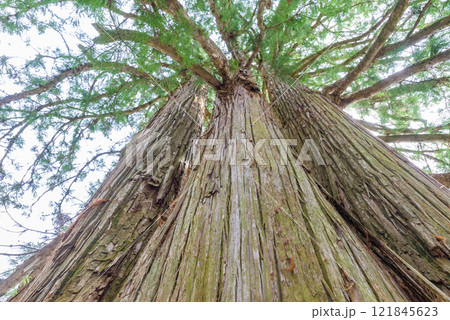 戸隠神社中社の三本杉 長野県長野市 戸隠神社中社の三本杉 長野県長野市 121845623